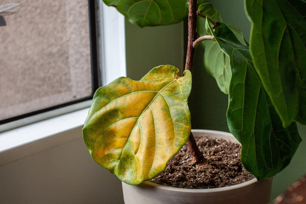 Indoor Plant Dying: 16 Reasons And How to Save