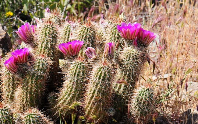 25 Best Indoor & Outdoor Cactus Plants for Your Home and Garden