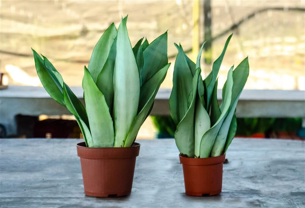 Moonshine Snake Plant: How To Grow And Care!