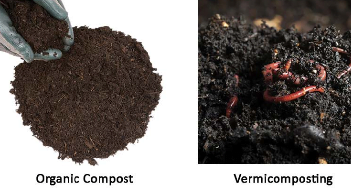 What Are The Advantages And Disadvantages Of Vermicomposting?