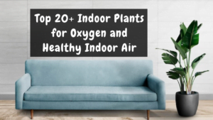 Indoor Plants for Oxygen and Healthy Indoor Air