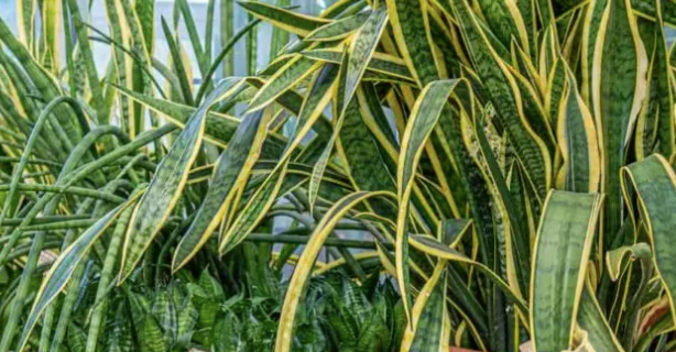 Snake Plant Leaves Drooping - Causes and Solutions