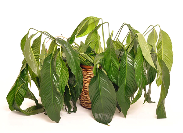 How to water Indoor Plants: A Step-by-Step Guide