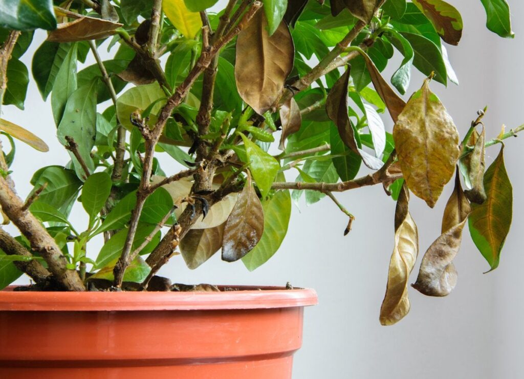 Indoor Plant Dying: 16 Reasons And How to Save
