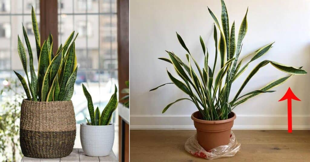 What-are-the-numerous-types-of-leaf-curls-in-snake-plants