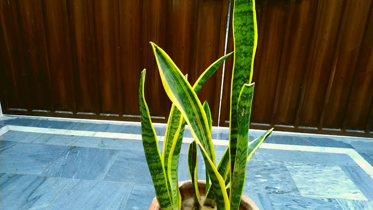 Snake plant with yellow