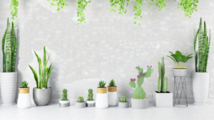 indoor-outdoor-cactus-plants