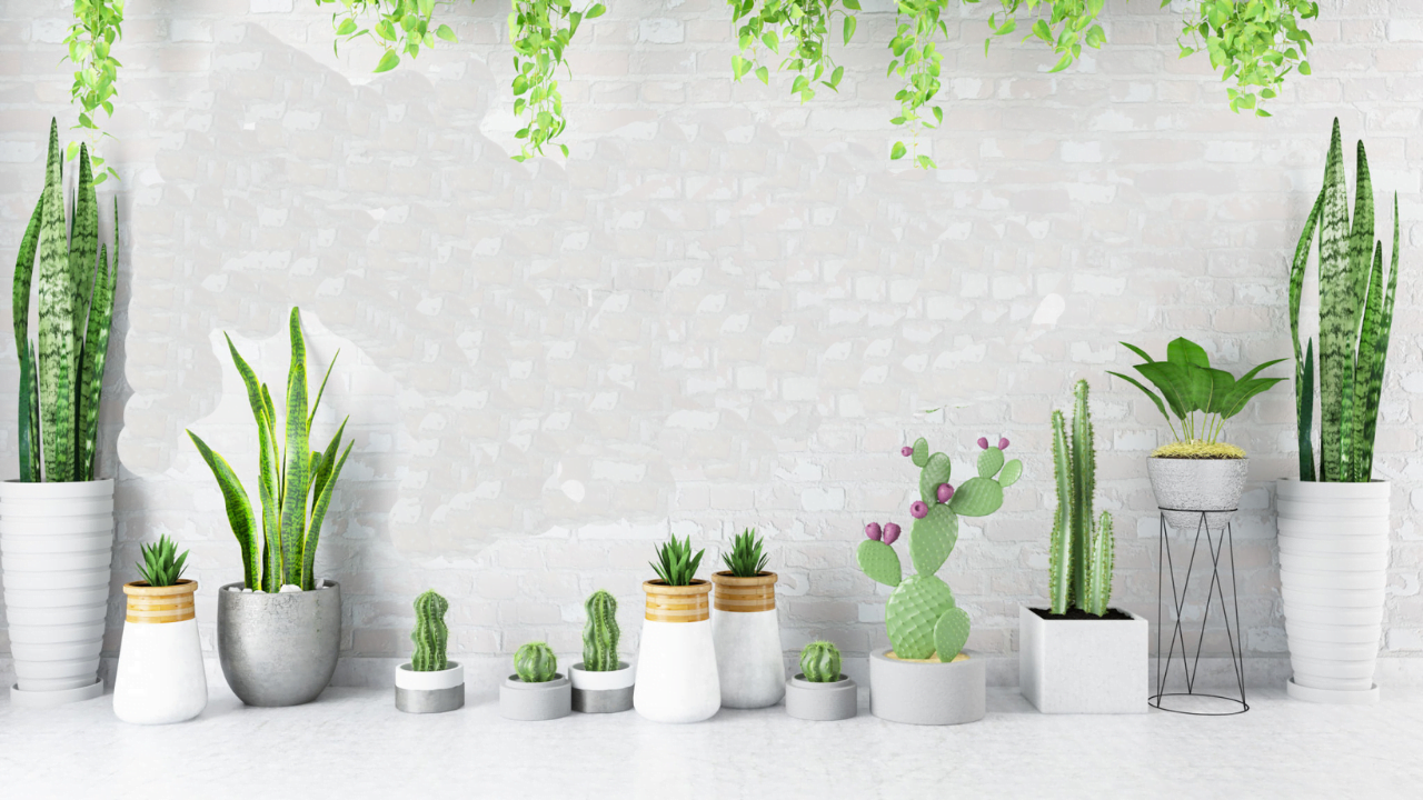 20 Best Indoor Cactus Plants for Your Home and Garden