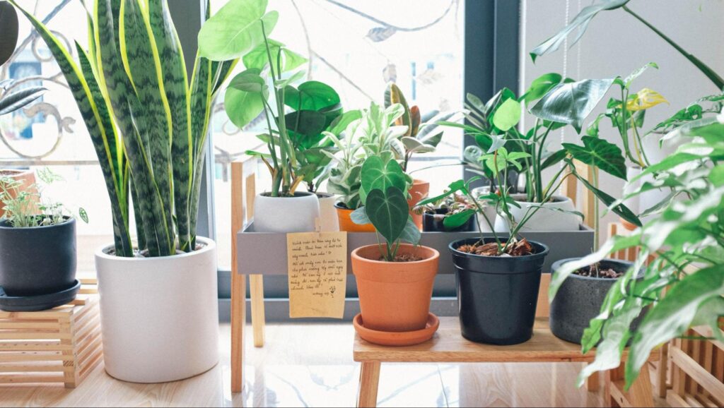 How to Grow Indoor Plants: A Beginner's Guide