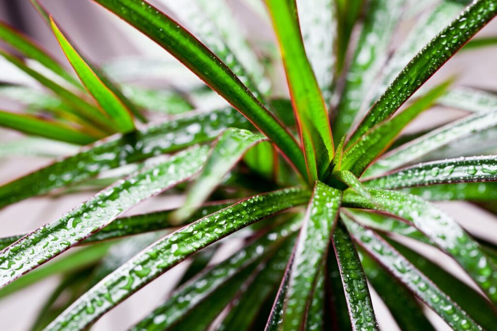 20+ Best Indoor Plants for Health Benefits