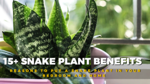 snake plant benefits