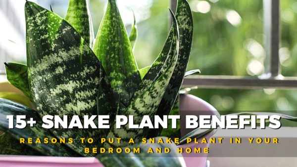 15 Snake Plant Benefits | Reasons To Put A Snake Plant In Your Bedroom ...