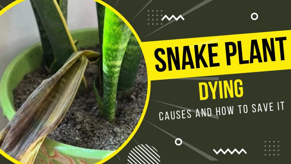 Snake Plant Dying - Causes and How to Save It