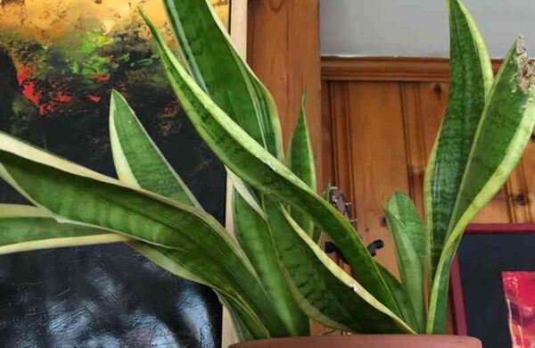 10+ Snake Plant Disadvantages