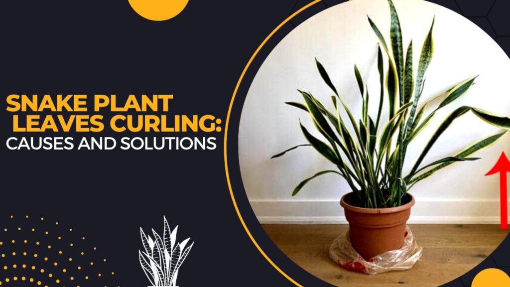 snake-plant-leaves-curling-causes-and-solutions