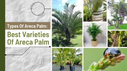 Spots On Areca Palm (White, Brown, Yellow, And Black) - Causes And How ...