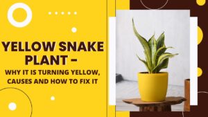 yellow snake plant