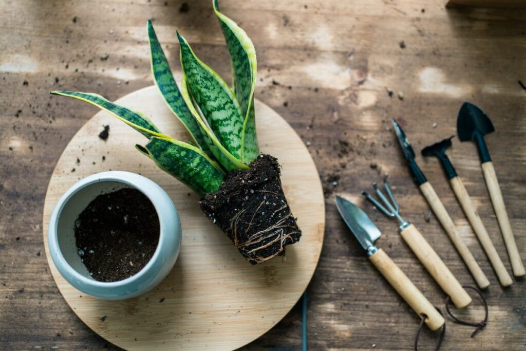 Repotting Snake Plant: When And How To Repot A Snake Plant