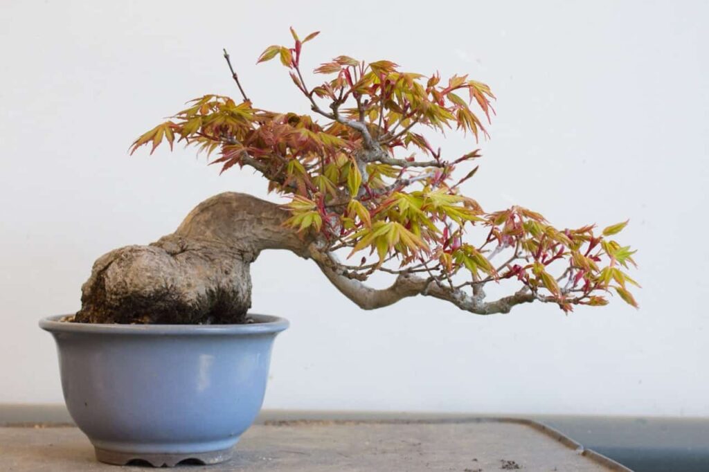 How much light does a maple bonsai need