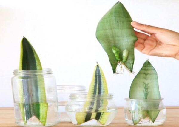 how-to-grow-snake-plants-in-water