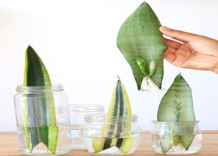 How to Grow Snake Plants in Water?