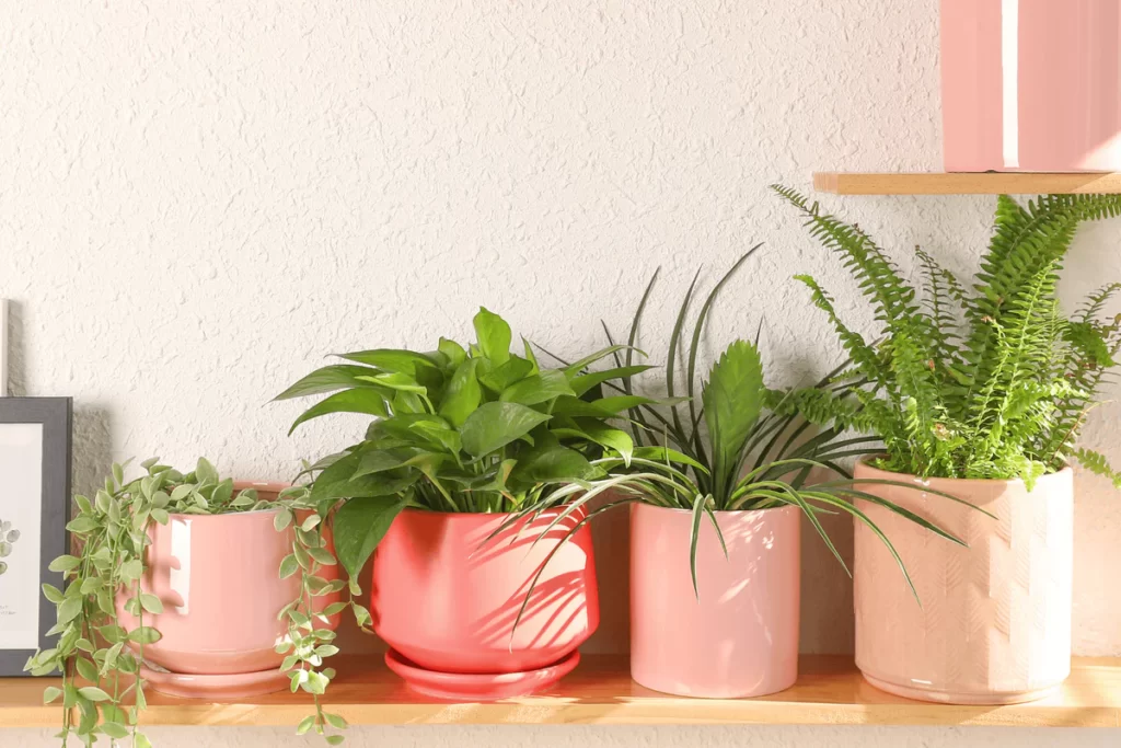 How to choose the best indoor plant pots (size, Type)?