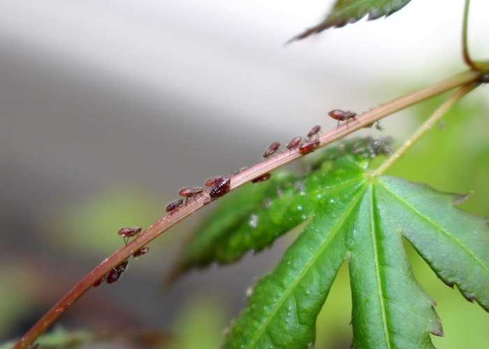 Japanese maple bonsai Aphids