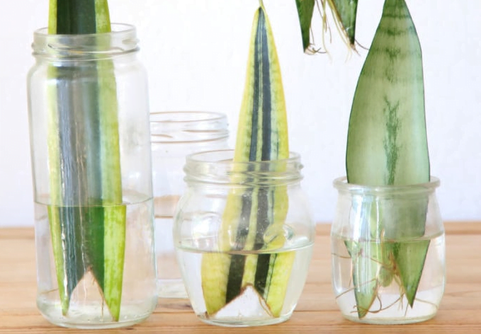 How to Propagate Snake Plant