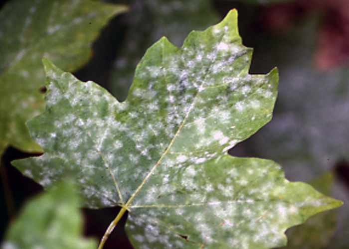 Powdery Mildew