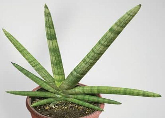 Sansevieria Cylindrica: How to Grow, Care, and Varieties