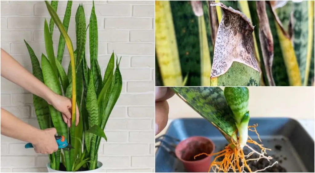 Repotting Snake Plant: When And How To Repot A Snake Plant