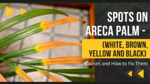 Spots On Areca Palm