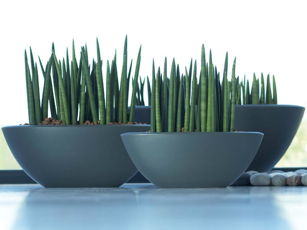 Sansevieria Cylindrica: How to Grow, Care, and Varieties
