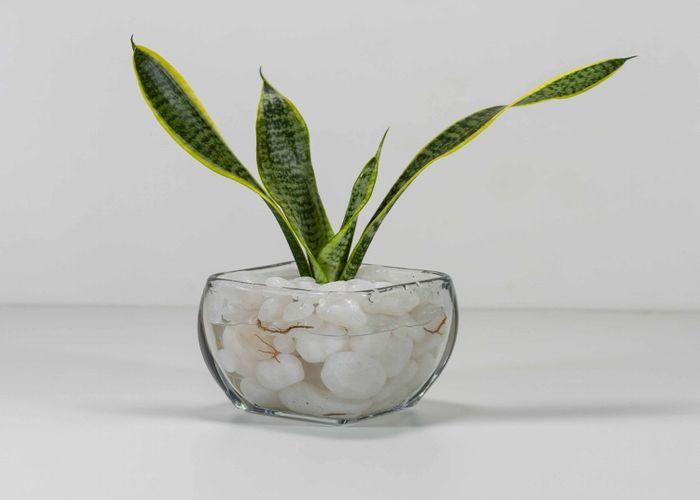 How to Grow Snake Plants in Water?