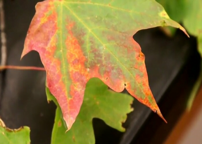 Verticillium Wilting