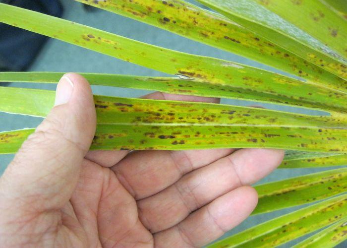 What causes black spots on the Areca palm leaves and how to cure them