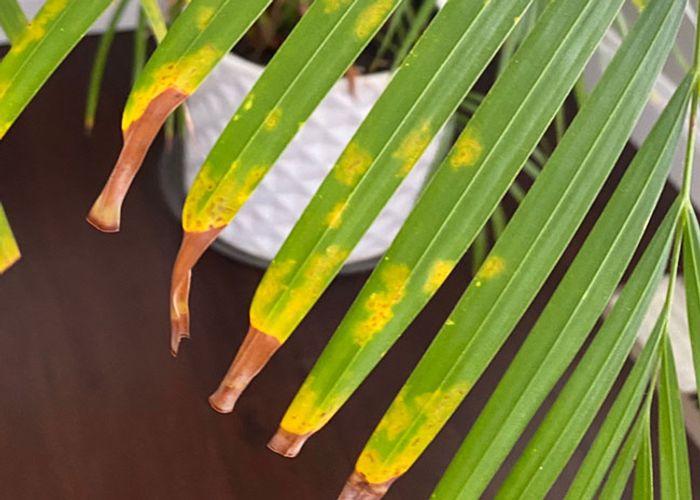 What causes brown spots on the Areca palm and how to cure them