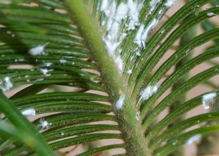 What causes white spots on the Areca palm leaves and how to cure them?