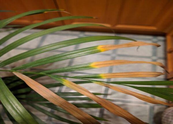 Spots On Areca Palm (White, Brown, Yellow, and Black) - Causes and How ...