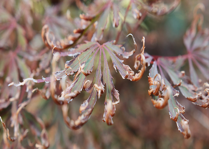 Why is my Japanese Maple Leaves Curling