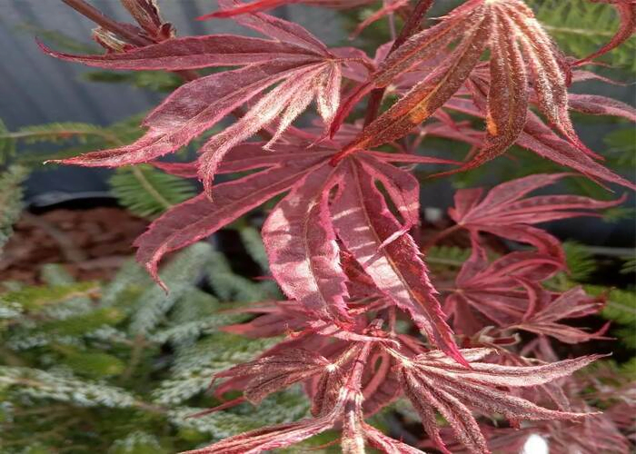 Wilting or drooping bonsai leaves