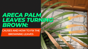 areca palm leaves turning brown