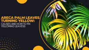 areca palm leaves turning yellow