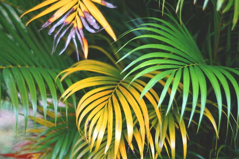 Areca Palm Leaves Turning Yellow: Causes and How to Fix Yellowing Leaves