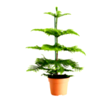 christmas tree plant