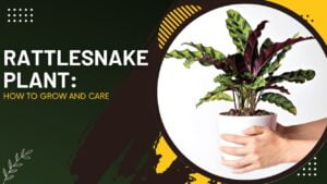 rattlesnake plant