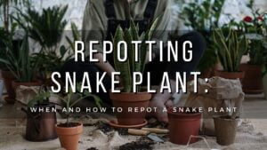repotting snake plant