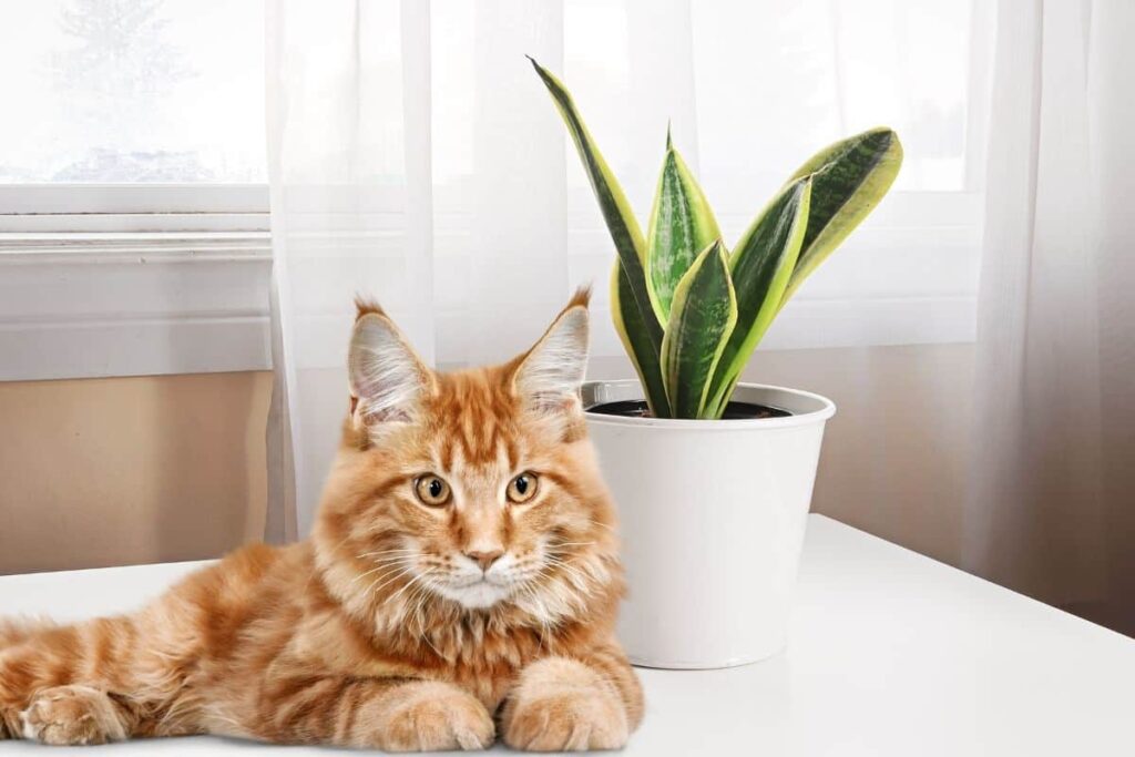 Is Snake Plant Poisonous to Cats & Dogs? What You Need to Know!