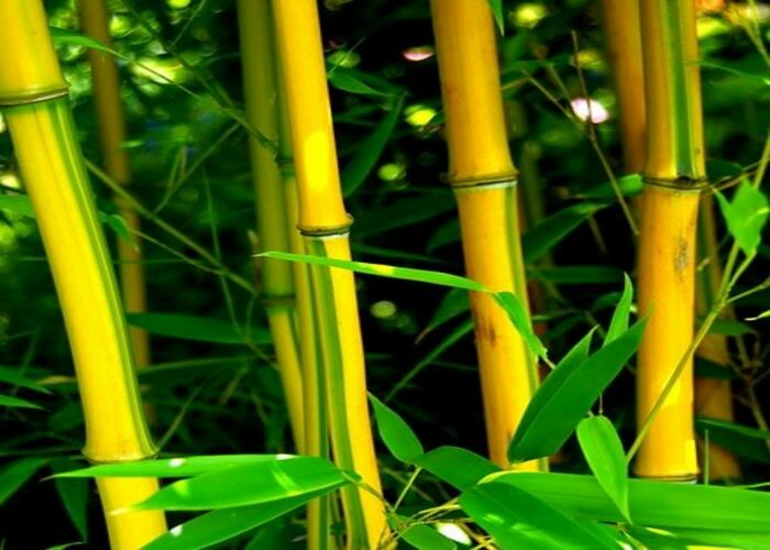 Bamboo plant care