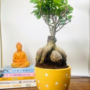 Ficus Bonsai in Dotted Ceramic Pot with Tray